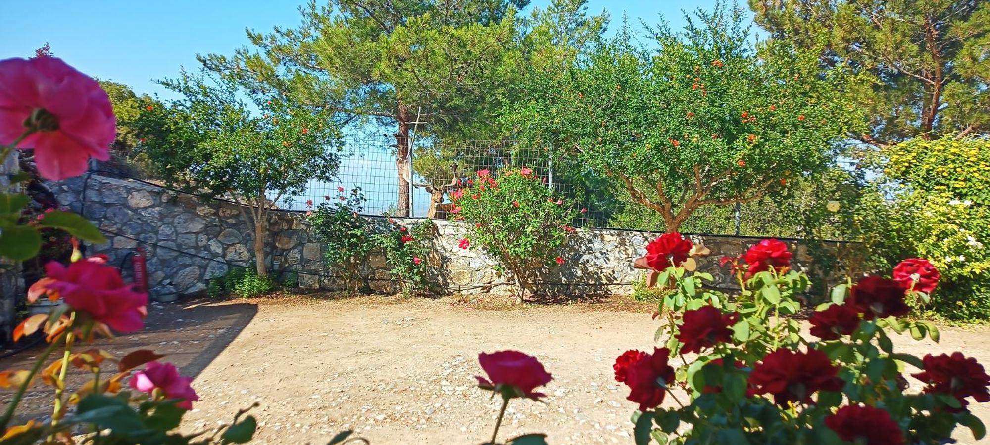 Dora'S House Villa Istrios Exteriör bild